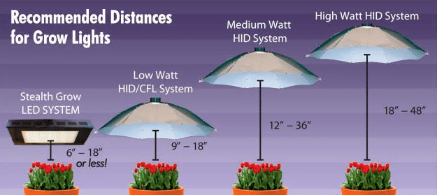 فاصله لامپ رشد تا گیاه چقدر باید باشد؟ نکاتی برای خرید لامپ رشد گیاه
