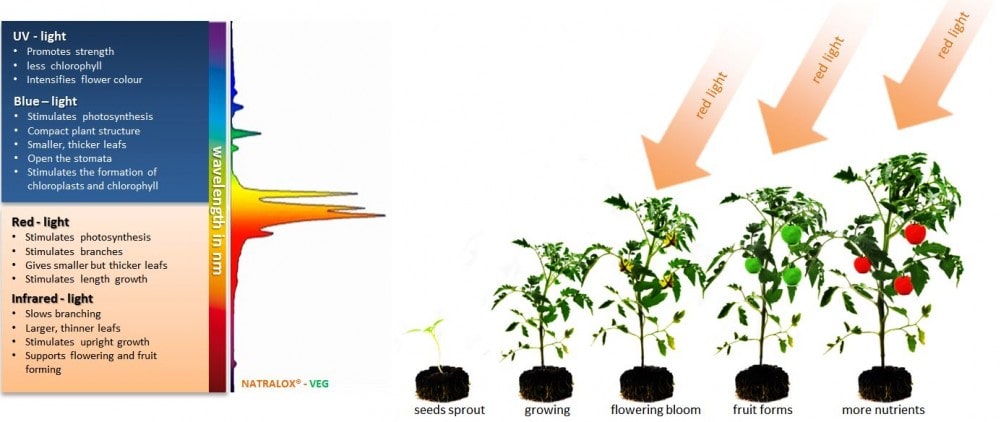 لامپ رشد گیاه ناروا