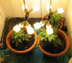 استفاده از لامپ کم مصرف برای رشد گیاه نحوه چیدمان