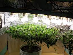 استفاده از لامپ کم مصرف برای رشد گیاه در وات های مختلف