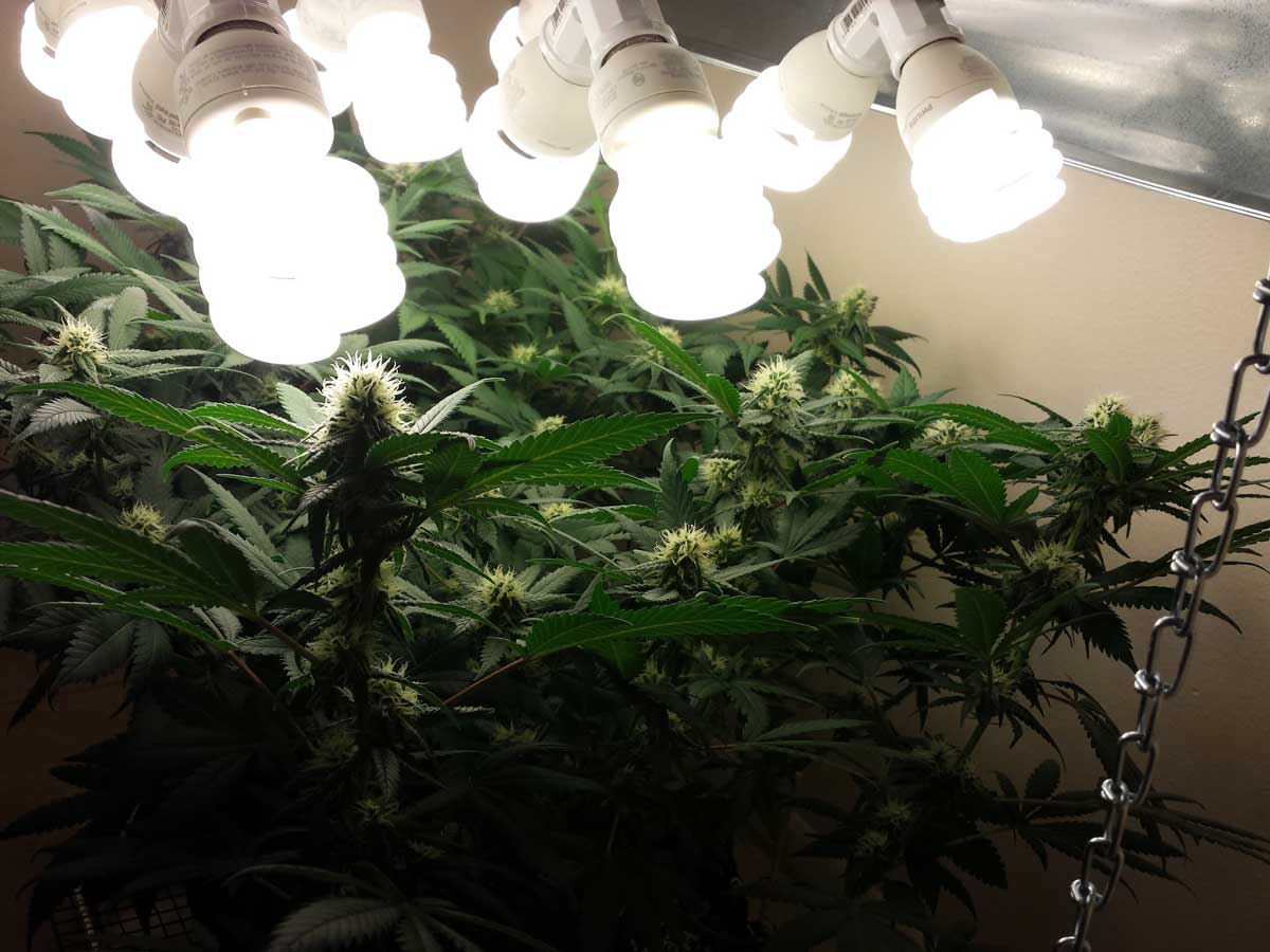 استفاده از لامپ کم مصرف برای رشد گیاه در چه مکانی