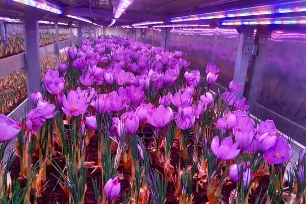 گیاهان گلخانه ای کم اب